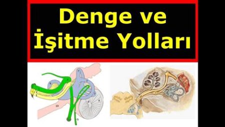 Spor ve Kulak Sağlığı: Egzersizin İşitme ve Denge Üzerindeki Etkileri