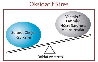 Spor ve Oksidatif Stres: Egzersizin Serbest Radikallerle Savaşma Potansiyeli