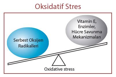 Spor ve Oksidatif Stres: Egzersizin Serbest Radikallerle Savaşma Potansiyeli